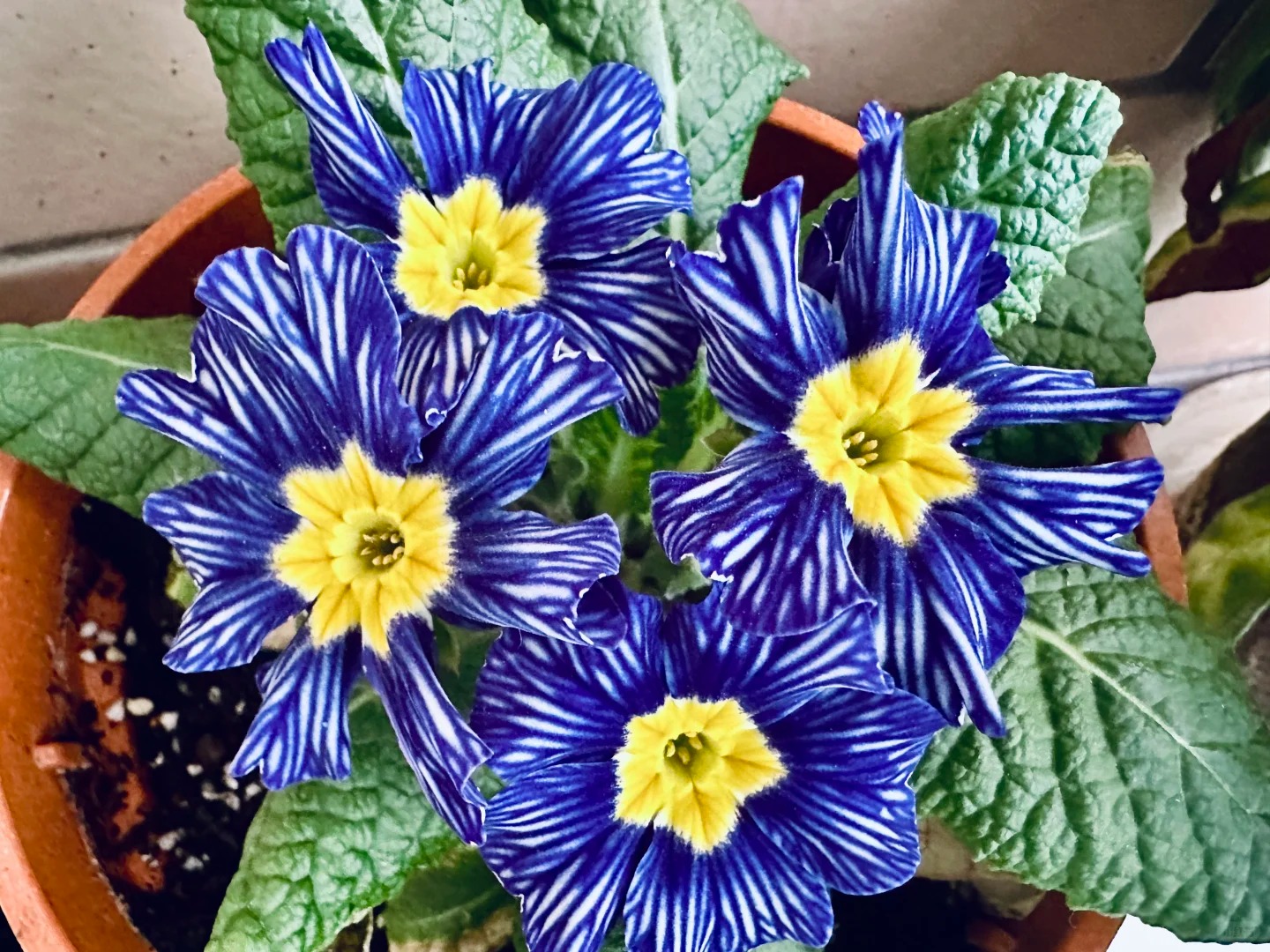 "Cực phẩm" chưng Tết lạ mắt với vẻ đẹp ma mị, nhìn qua tưởng hoa giả mà lại thơm ngát hương xuân- Ảnh 13.