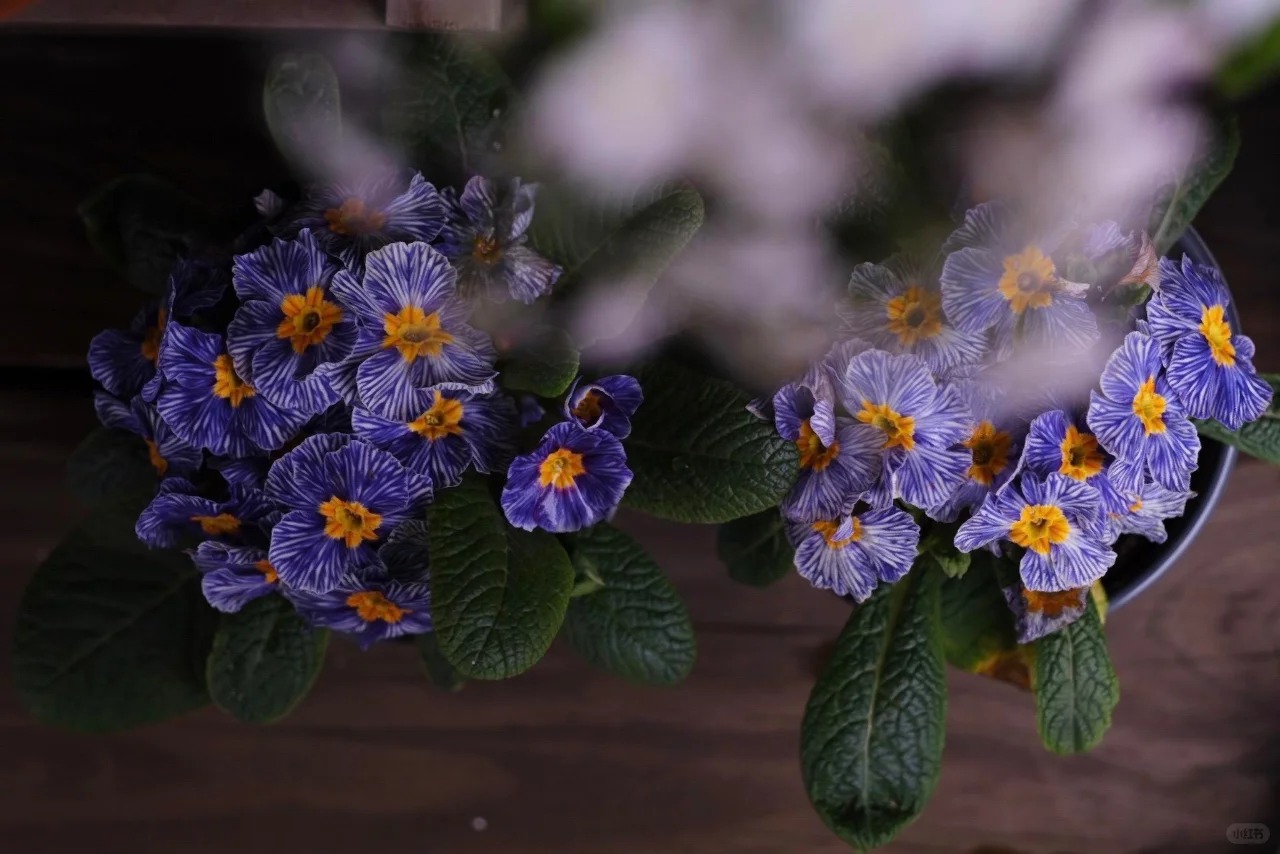 "Cực phẩm" chưng Tết lạ mắt với vẻ đẹp ma mị, nhìn qua tưởng hoa giả mà lại thơm ngát hương xuân- Ảnh 19.