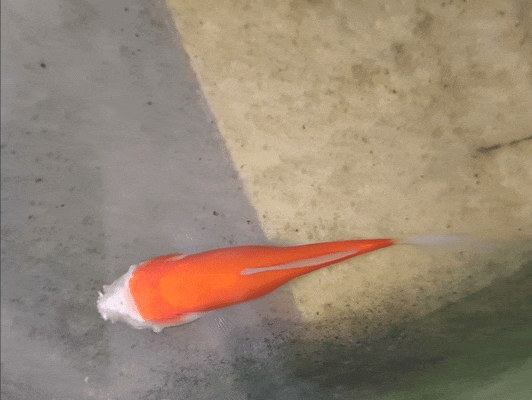 C&aacute; v&agrave;ng mất gần hết đầu vẫn sống hai tuần, h&eacute; lộ cơ chế sinh tồn đ&aacute;ng kinh ngạc của động vật nước ngọt - Ảnh 1.