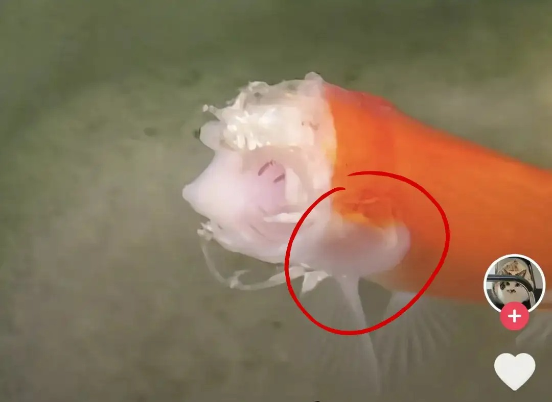 C&aacute; v&agrave;ng mất gần hết đầu vẫn sống hai tuần, h&eacute; lộ cơ chế sinh tồn đ&aacute;ng kinh ngạc của động vật nước ngọt - Ảnh 2.