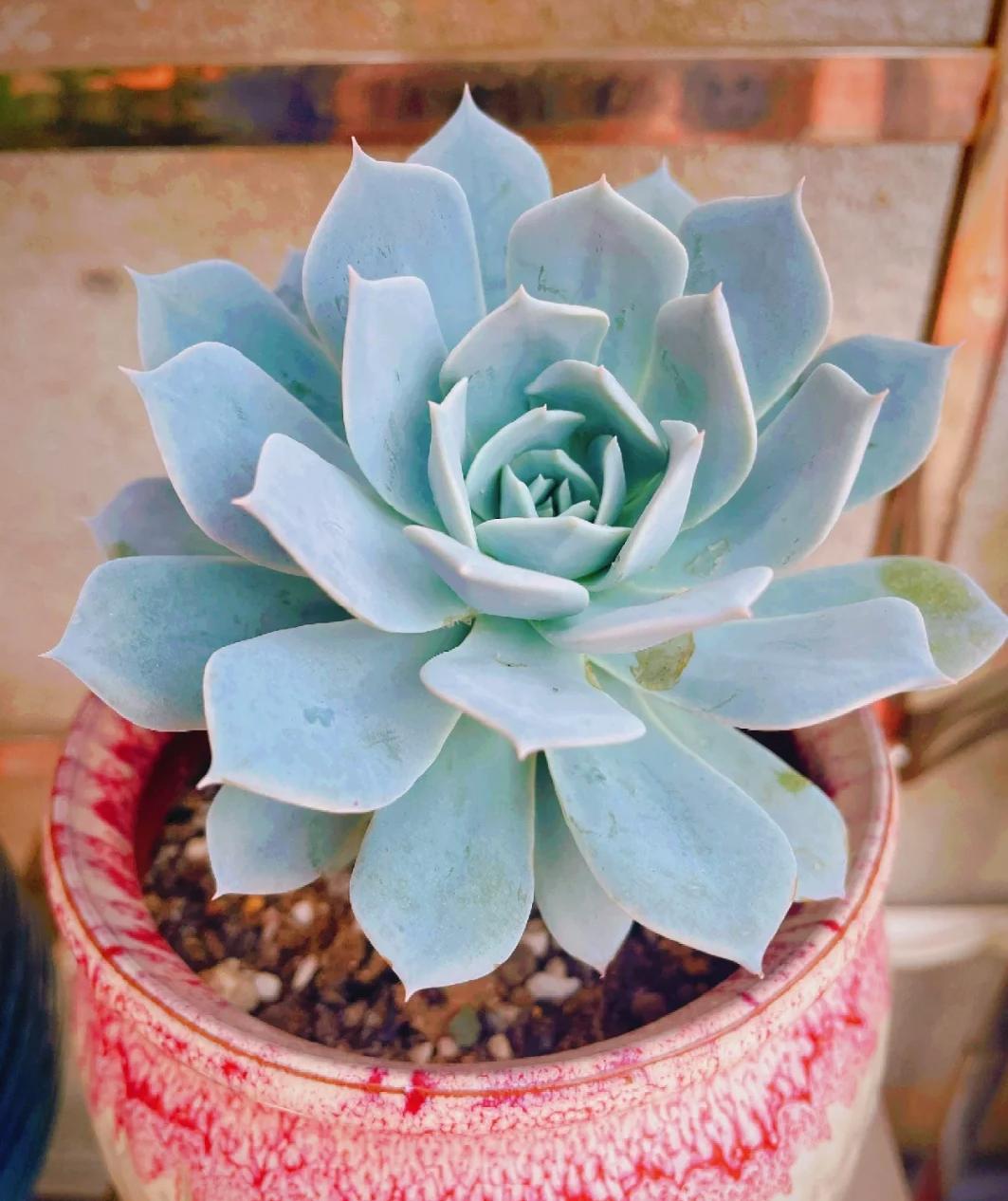 5 loại mọng nước đẹp th&igrave; đẹp thật&hellip; nhưng mang "ngh&egrave;o" v&agrave;o nh&agrave;: Trồng c&agrave;ng l&acirc;u v&iacute; c&agrave;ng mỏng, đừng dại rước về - Ảnh 3.