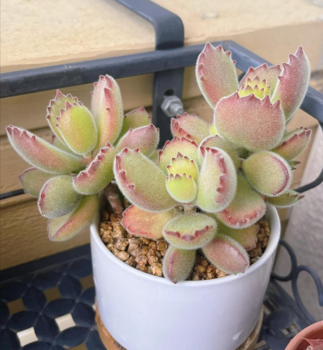 5 loại mọng nước đẹp th&igrave; đẹp thật&hellip; nhưng mang "ngh&egrave;o" v&agrave;o nh&agrave;: Trồng c&agrave;ng l&acirc;u v&iacute; c&agrave;ng mỏng, đừng dại rước về - Ảnh 1.