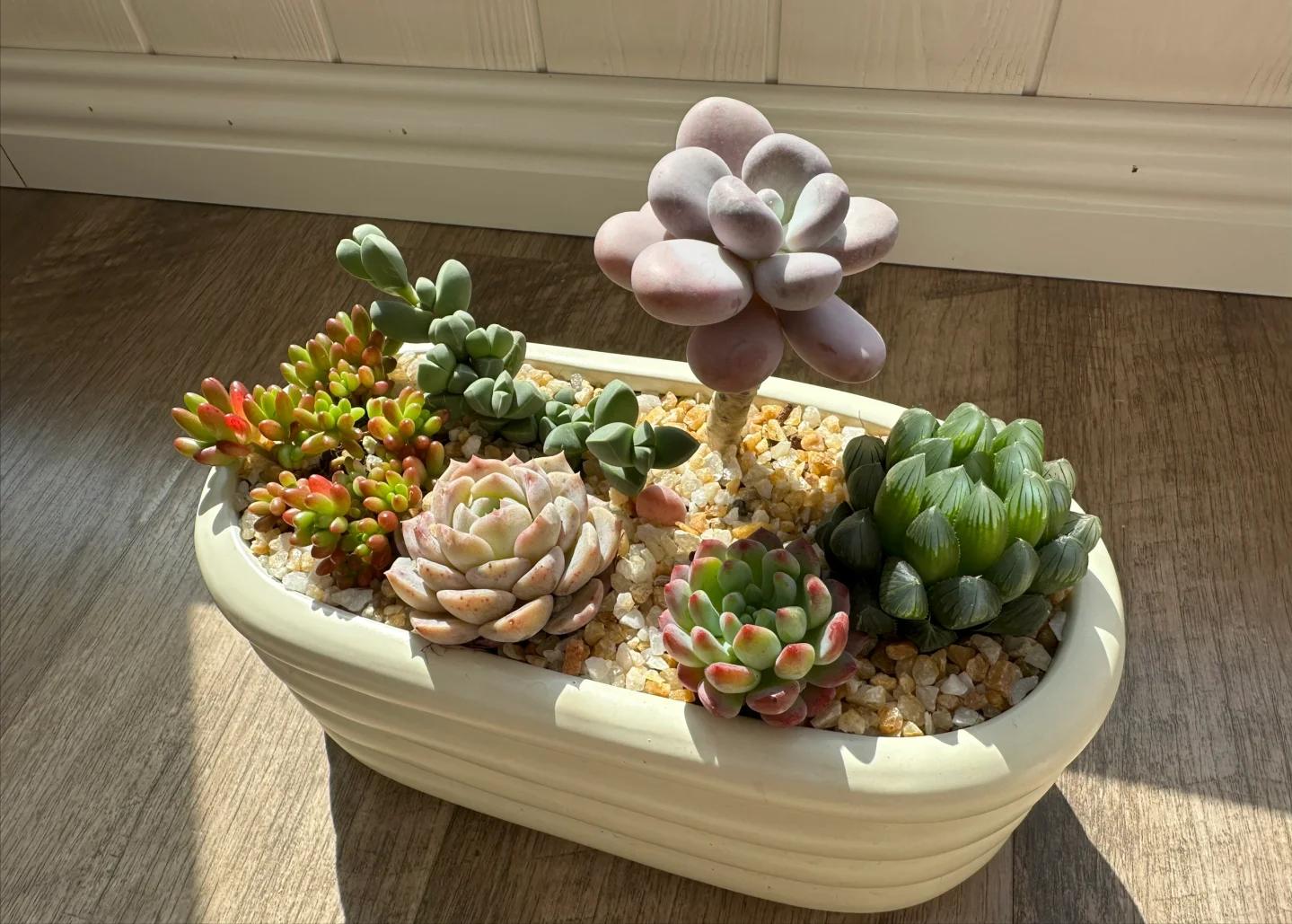 5 loại mọng nước đẹp th&igrave; đẹp thật&hellip; nhưng mang "ngh&egrave;o" v&agrave;o nh&agrave;: Trồng c&agrave;ng l&acirc;u v&iacute; c&agrave;ng mỏng, đừng dại rước về - Ảnh 5.