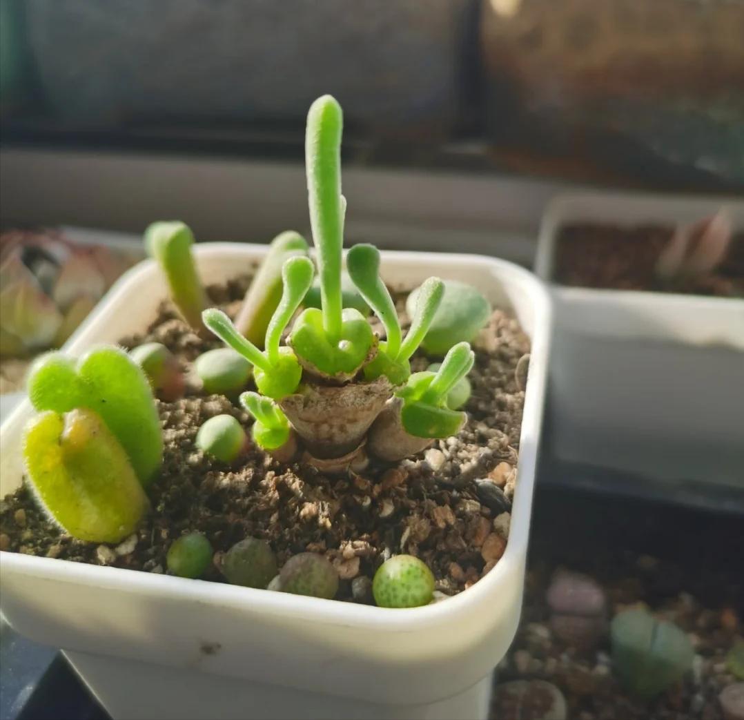 5 loại mọng nước đẹp th&igrave; đẹp thật&hellip; nhưng mang "ngh&egrave;o" v&agrave;o nh&agrave;: Trồng c&agrave;ng l&acirc;u v&iacute; c&agrave;ng mỏng, đừng dại rước về - Ảnh 4.