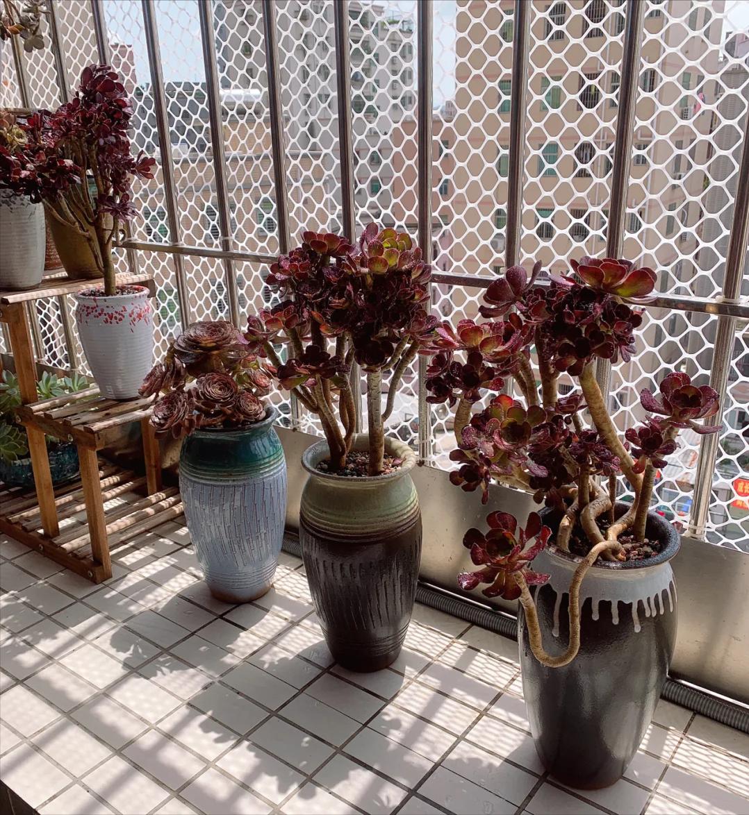 5 loại mọng nước đẹp th&igrave; đẹp thật&hellip; nhưng mang "ngh&egrave;o" v&agrave;o nh&agrave;: Trồng c&agrave;ng l&acirc;u v&iacute; c&agrave;ng mỏng, đừng dại rước về - Ảnh 2.