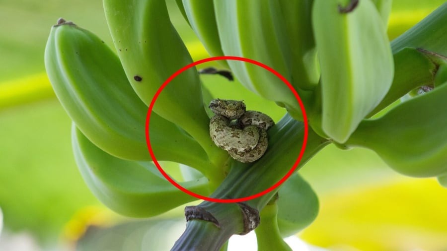 4 cây dễ gọi rắn vào nhà- Ảnh 1. 4 cây dễ gọi rắn vào nhà- Ảnh 1.