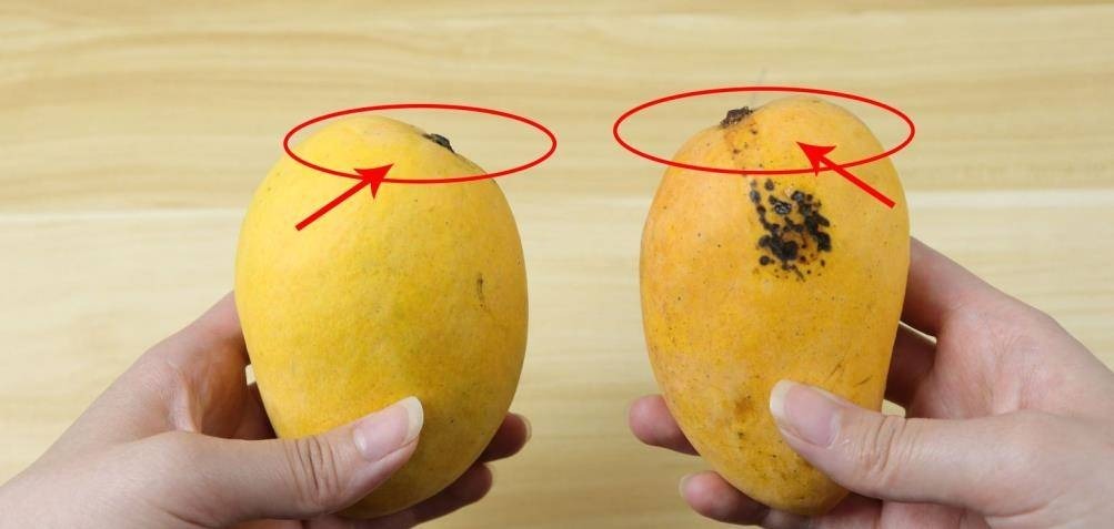 Mẹo mua xoài chín cây không bị người bán qua mặt - Ảnh 2. Mẹo mua xoài chín cây không bị người bán qua mặt - Ảnh 2.