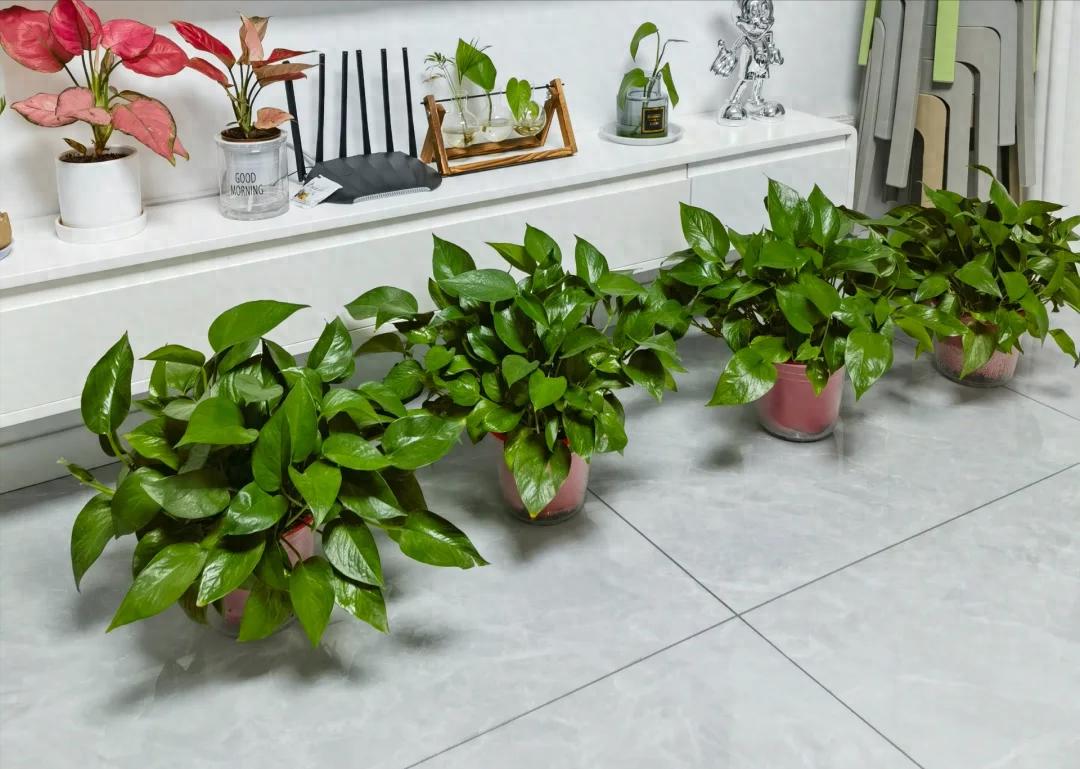 Những loại hoa đẹp nhưng kỵ trồng trong nh&agrave; c&oacute; thể h&uacute;t &acirc;m kh&iacute; - Ảnh 1.