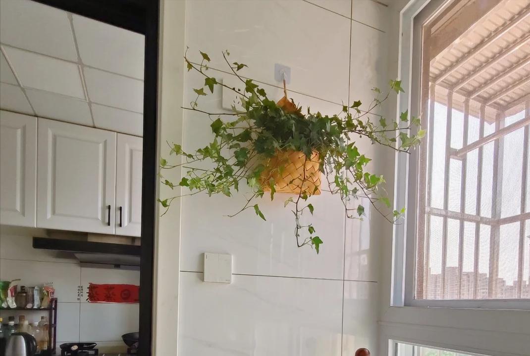 Những loại hoa đẹp nhưng kỵ trồng trong nh&agrave; c&oacute; thể h&uacute;t &acirc;m kh&iacute; - Ảnh 3.