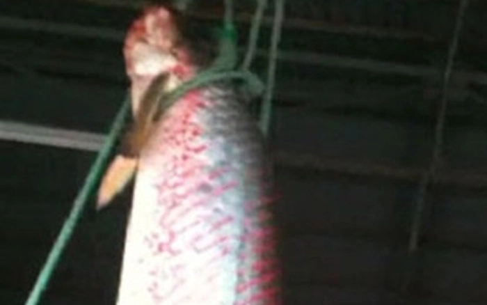 - Ảnh 2. - Ảnh 2.