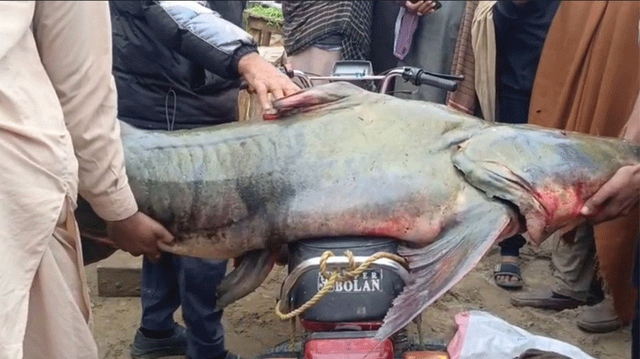 Bắt được con cá nặng 102kg, ngư dân liền bán với giá 58 triệu đồng- Ảnh 1.