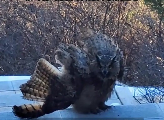 “Chim điêu của Dương Quá” bất ngờ chặn đường du khách leo núi, cơ quan kiểm lâm tiết lộ sự thật giật mình - Ảnh 1.