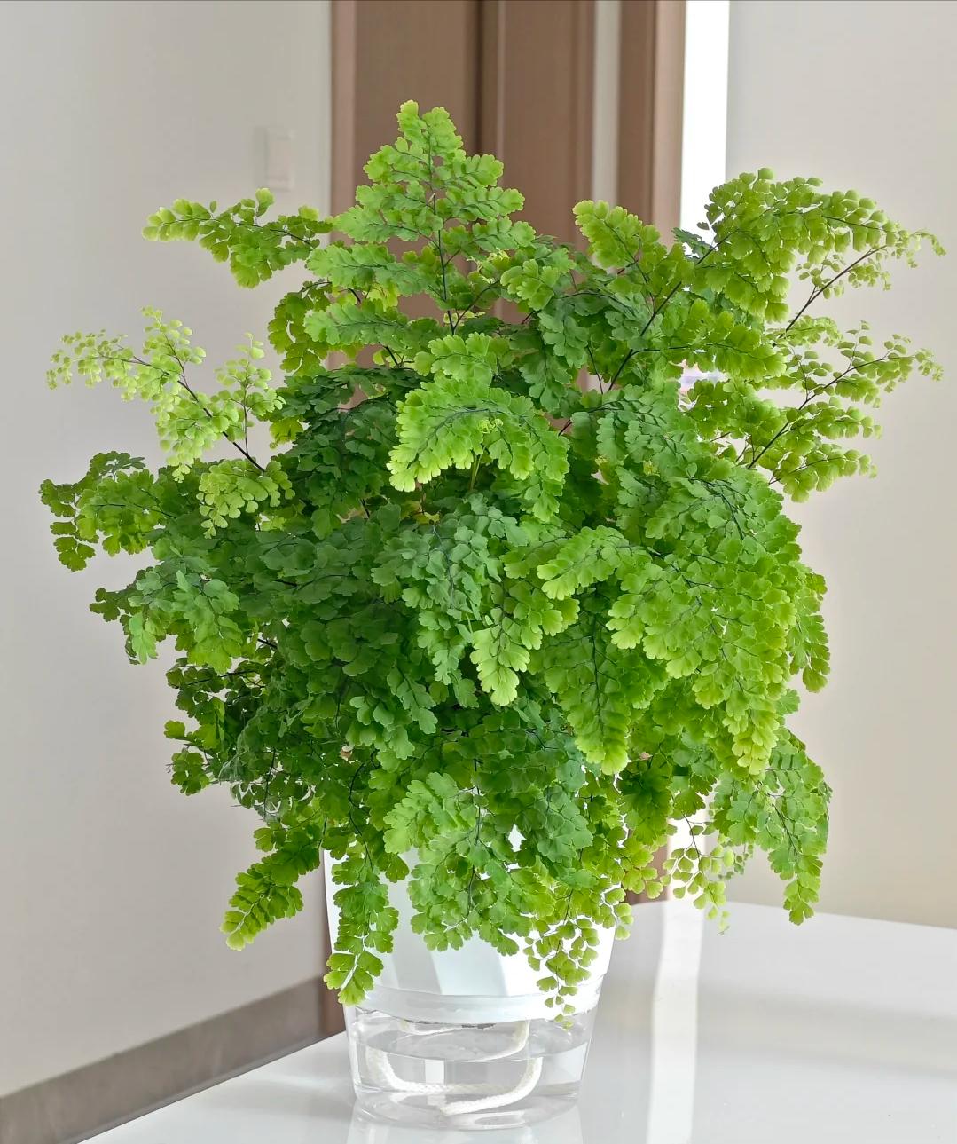 Những loại hoa đẹp nhưng kỵ trồng trong nh&agrave; c&oacute; thể h&uacute;t &acirc;m kh&iacute; - Ảnh 4.