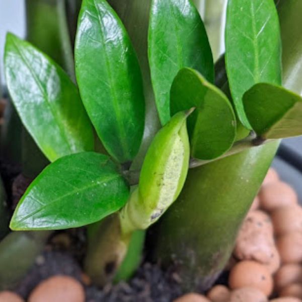 4 loại c&acirc;y cảnh nở hoa sẽ mang điềm l&agrave;nh cho gia chủ - Ảnh 3.