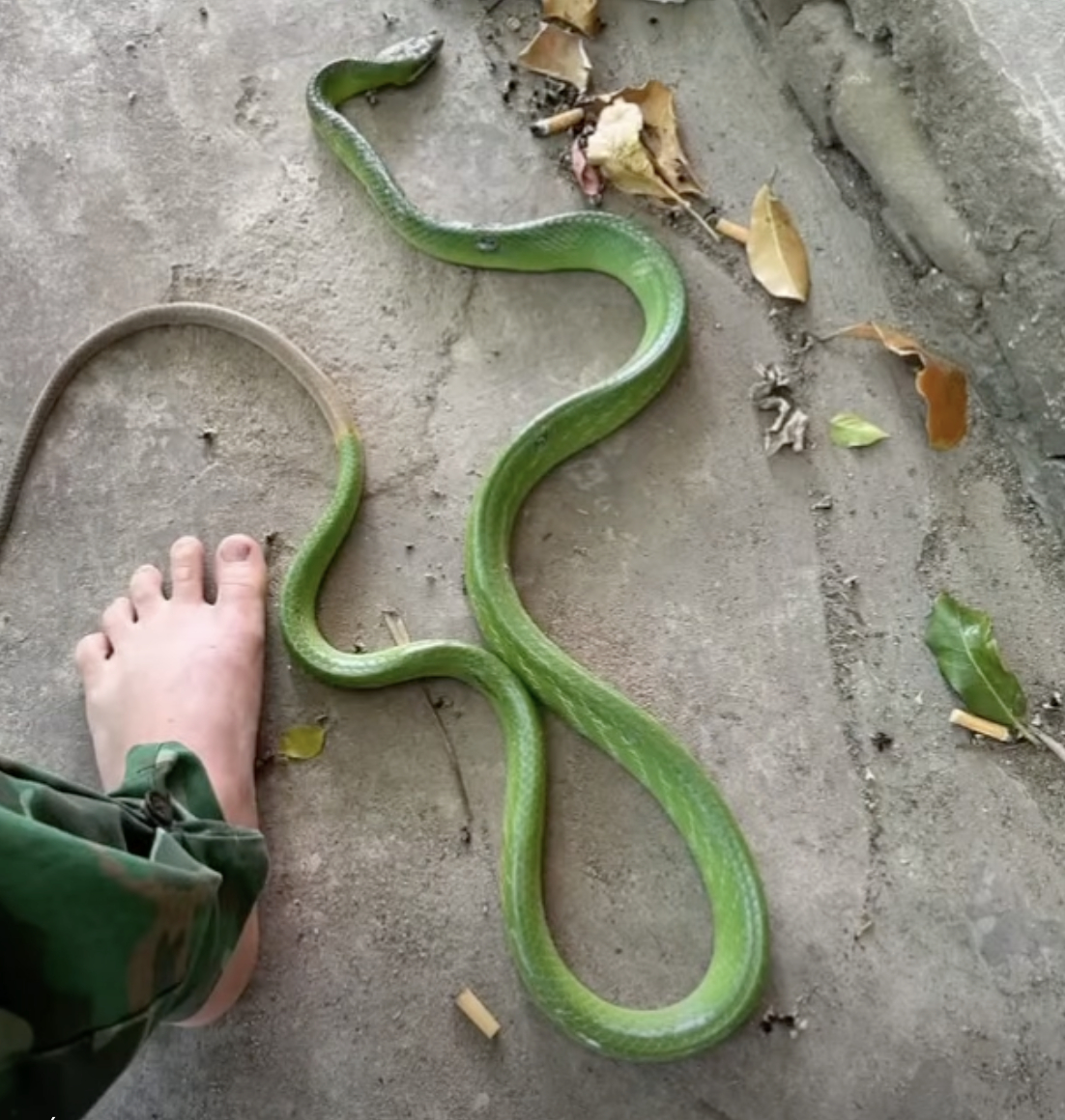 Clip 10 giây nổi da gà: Rắn vắt vẻo trên võng của con nhỏ, phản xạ của người mẹ gây sốc- Ảnh 1.