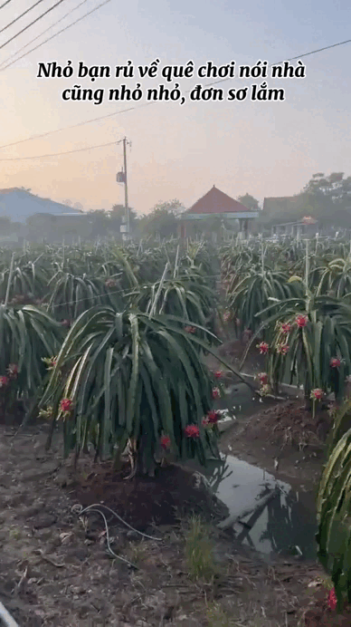 Clip: Bạn miền T&acirc;y rủ về nh&agrave; chơi, c&aacute;i kết "nhớ đến gi&agrave;" - Ảnh 4.