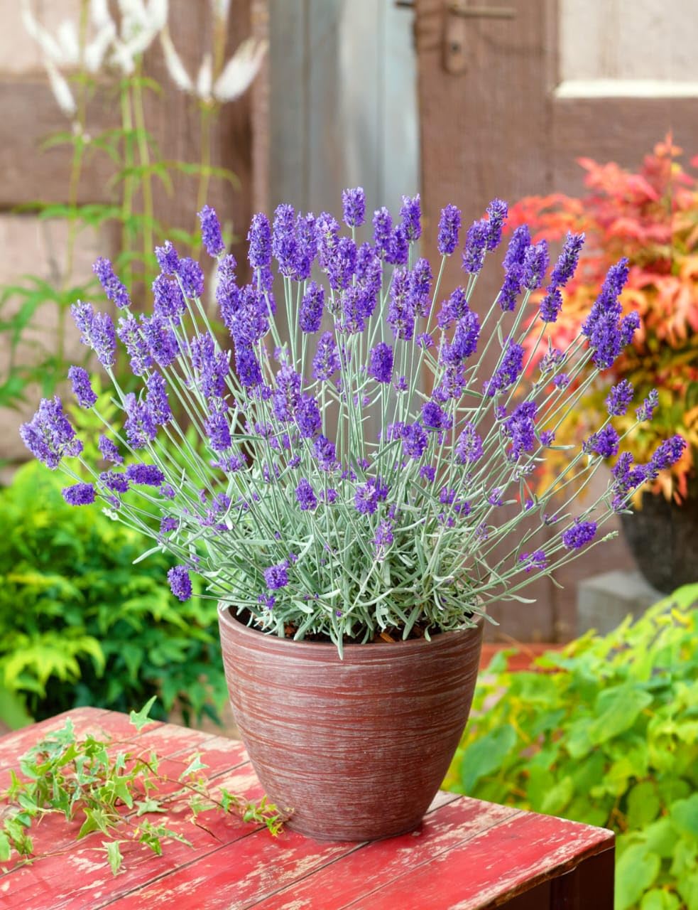 3 loại c&acirc;y đuổi chuột khỏi nh&agrave; cực hiệu quả - Ảnh 2.