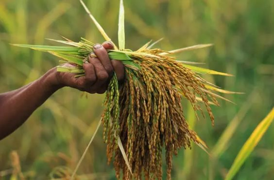 Gạo Việt Nam vừa l&agrave;m một điều chưa từng c&oacute; tr&ecirc;n thế giới - Ảnh 1.