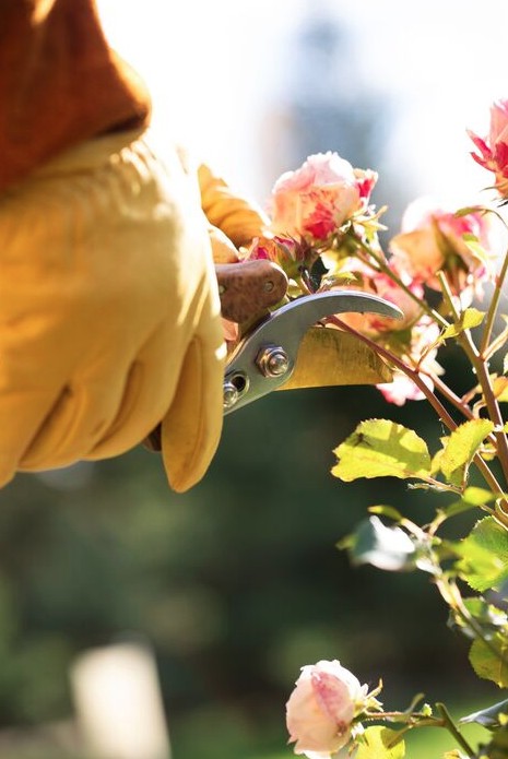 Những loại c&acirc;y kh&ocirc;ng n&ecirc;n cắt tỉa v&agrave;o th&aacute;ng 1- Ảnh 1.