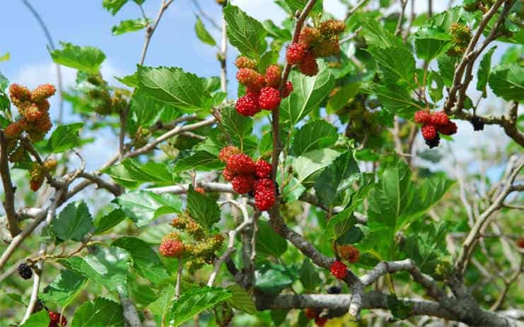 &Ocirc;ng b&agrave; n&oacute;i: "C&acirc;y thuận đất th&igrave; thịnh, c&acirc;y nghịch đất th&igrave; suy" - C&oacute; 3 c&acirc;y tuyệt đối KH&Ocirc;NG N&Ecirc;N trồng trước cửa nh&agrave; - Ảnh 3.
