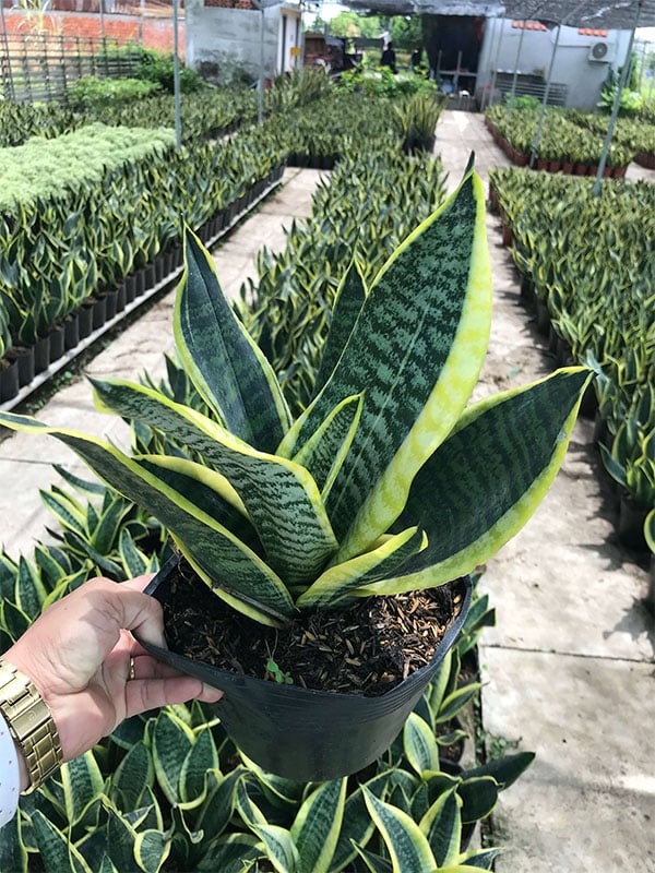 Rắn sợ nhất 5 c&acirc;y n&agrave;y- Ảnh 3.