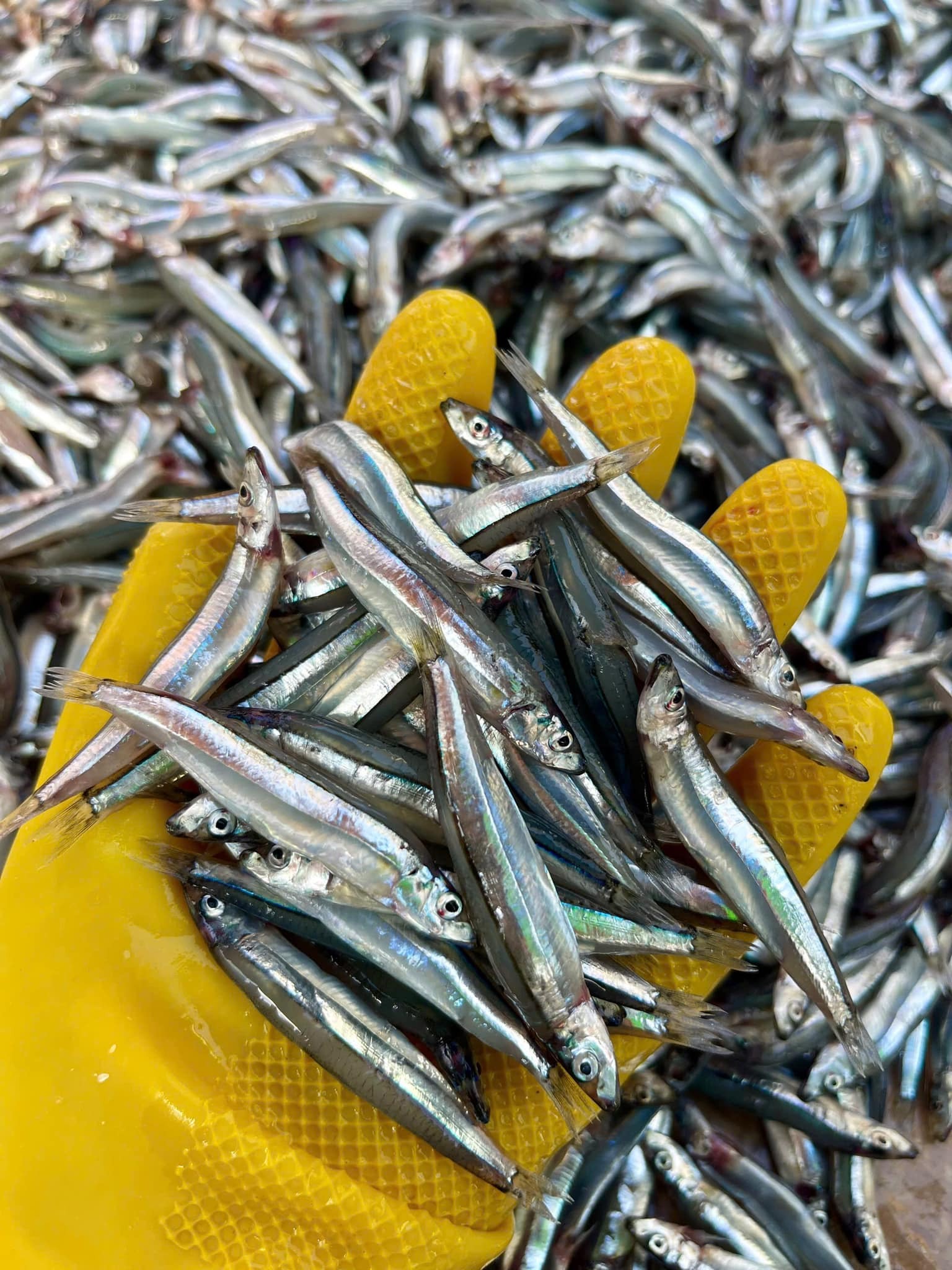 Top 6 loại c&aacute; &iacute;t thủy ng&acirc;n bậc nhất- Ảnh 6.