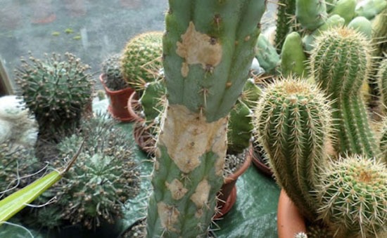 &Ocirc;ng b&agrave; n&oacute;i: "C&acirc;y thuận đất th&igrave; thịnh, c&acirc;y nghịch đất th&igrave; suy" - C&oacute; 3 c&acirc;y tuyệt đối KH&Ocirc;NG N&Ecirc;N trồng trước cửa nh&agrave; - Ảnh 2.