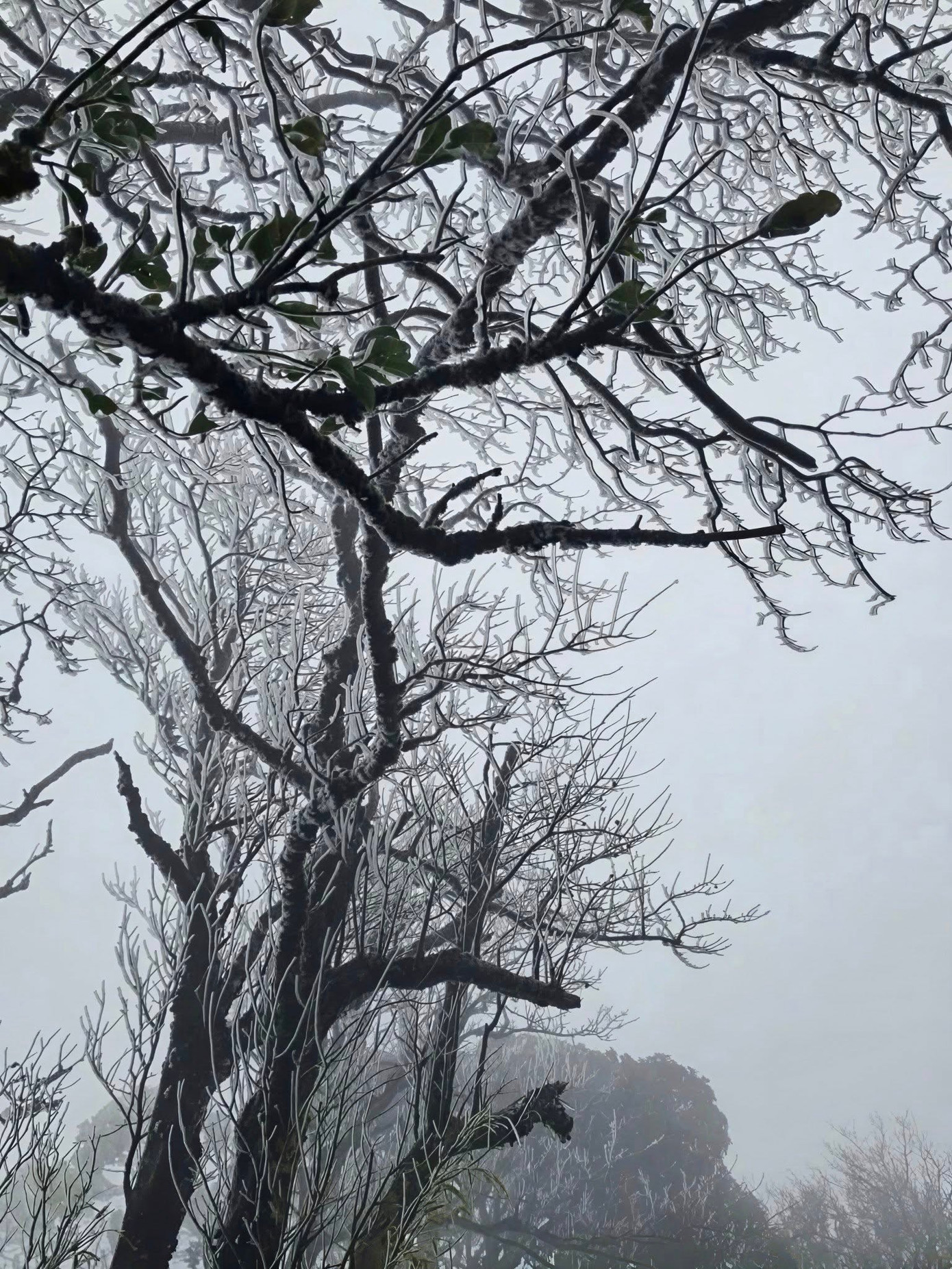 Ngoài Fansipan, Mẫu Sơn, nơi này cũng có băng giá dày đặc: Độ cao gần 2000m, cách Hà Nội hơn 200km - Ảnh 3.