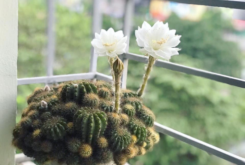 4 c&acirc;y cảnh ra hoa b&aacute;o hiệu vận xui bạn cần lưu &yacute; - Ảnh 2.