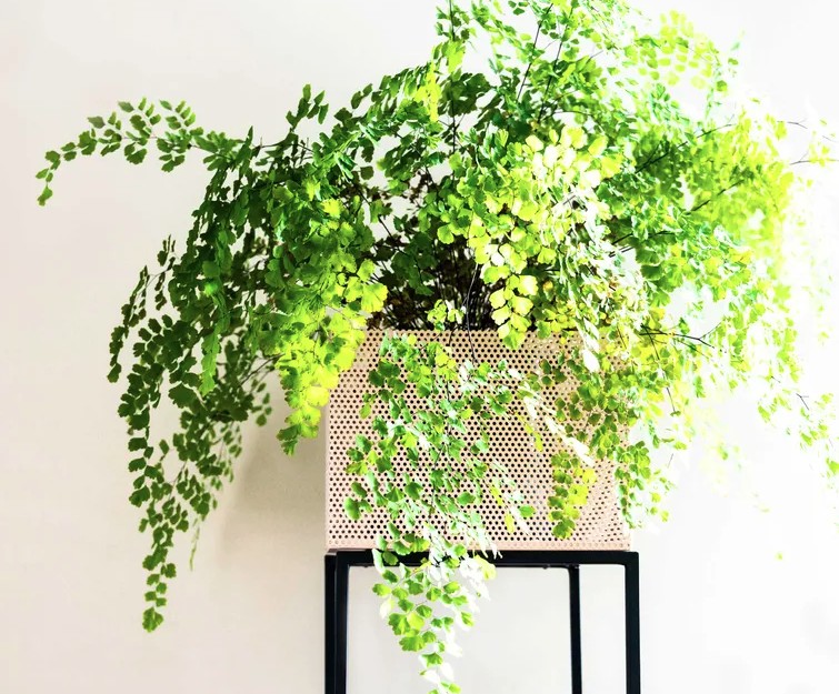 Cay Trong Nha 2 1767762919899 1767762920505236951568