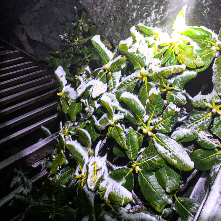 Băng gi&aacute; Fansipan rạng s&aacute;ng 7 / 1 xuống - 3 &deg; C , m&ugrave;a đ&ocirc;ng khắc nghiệt đầu ti&ecirc;n năm 2026 - Ảnh 3.