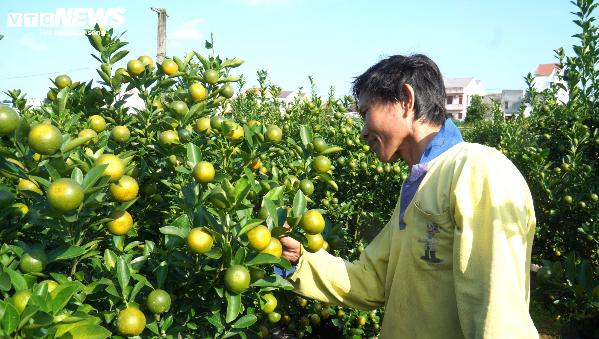 Thương l&aacute;i chốt h&agrave;ng , n&ocirc;ng d&acirc;n quất cảnh Cẩm H&agrave; kỳ vọng vụ Tết bội thu - Ảnh 2.