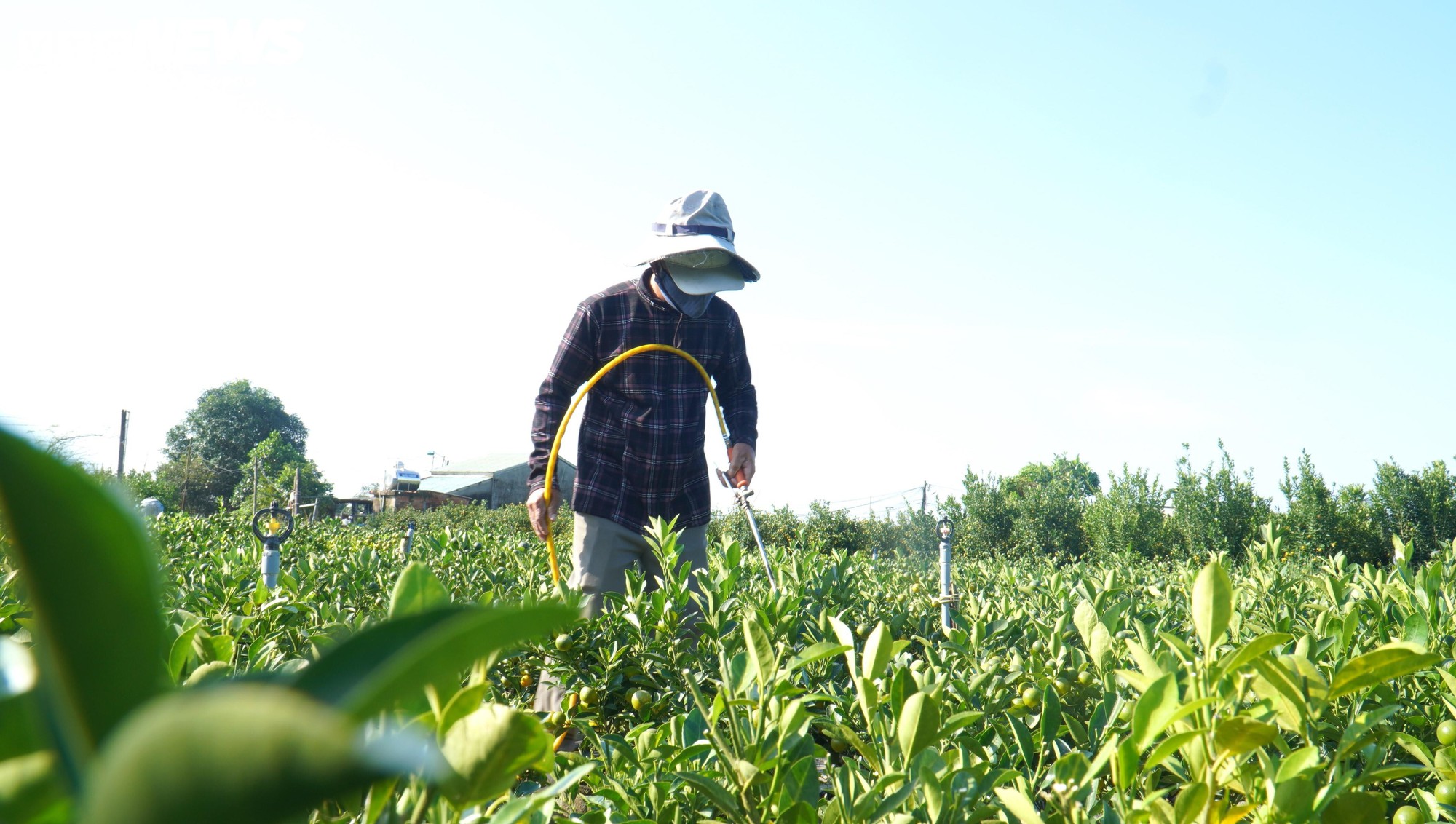 Thương l&aacute;i chốt h&agrave;ng , n&ocirc;ng d&acirc;n quất cảnh Cẩm H&agrave; kỳ vọng vụ Tết bội thu - Ảnh 8.