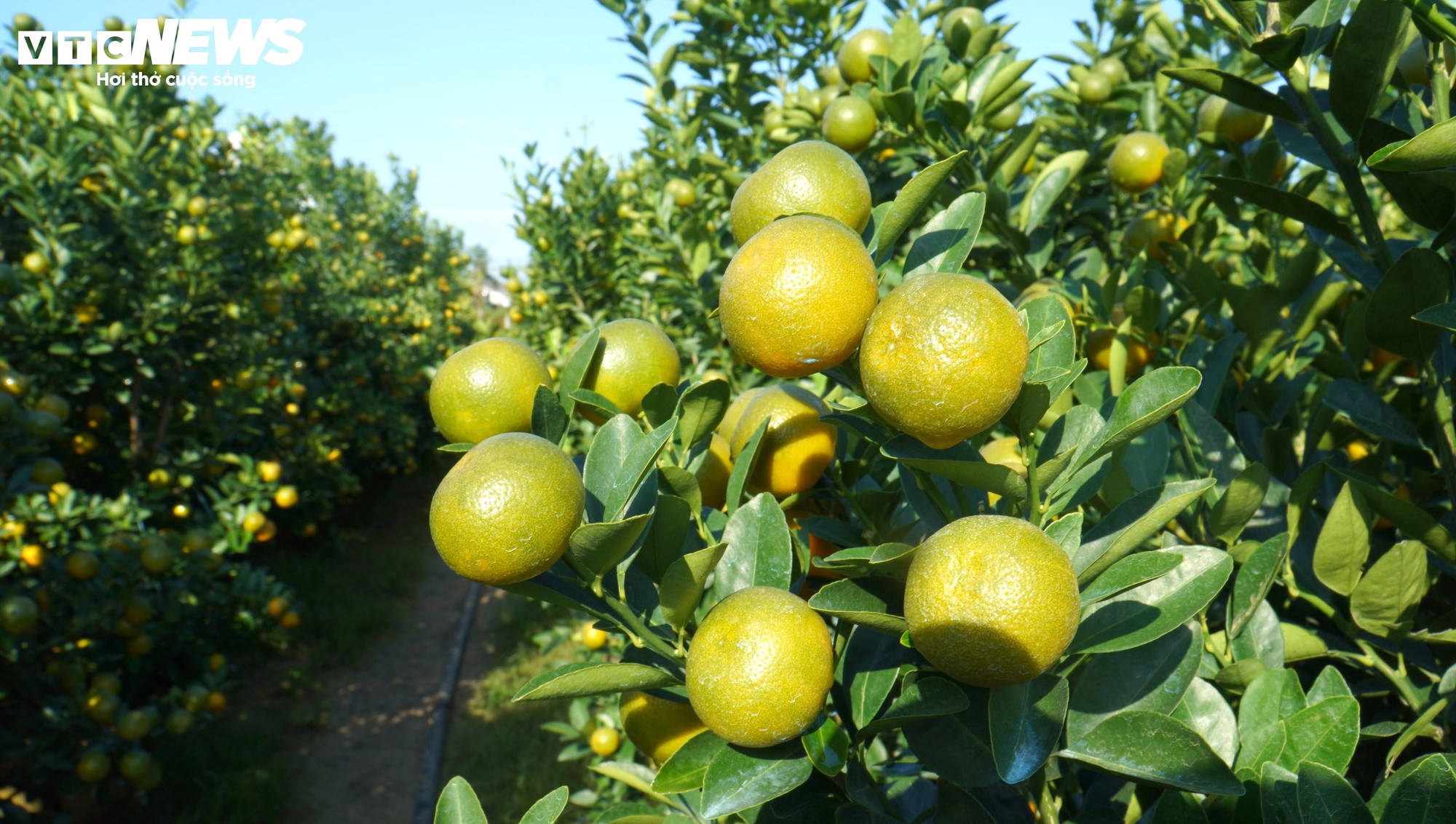 Thương l&aacute;i chốt h&agrave;ng , n&ocirc;ng d&acirc;n quất cảnh Cẩm H&agrave; kỳ vọng vụ Tết bội thu - Ảnh 4.