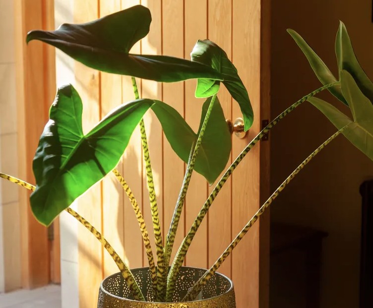 Ngua Van 1767762923090 1767762923317484786254