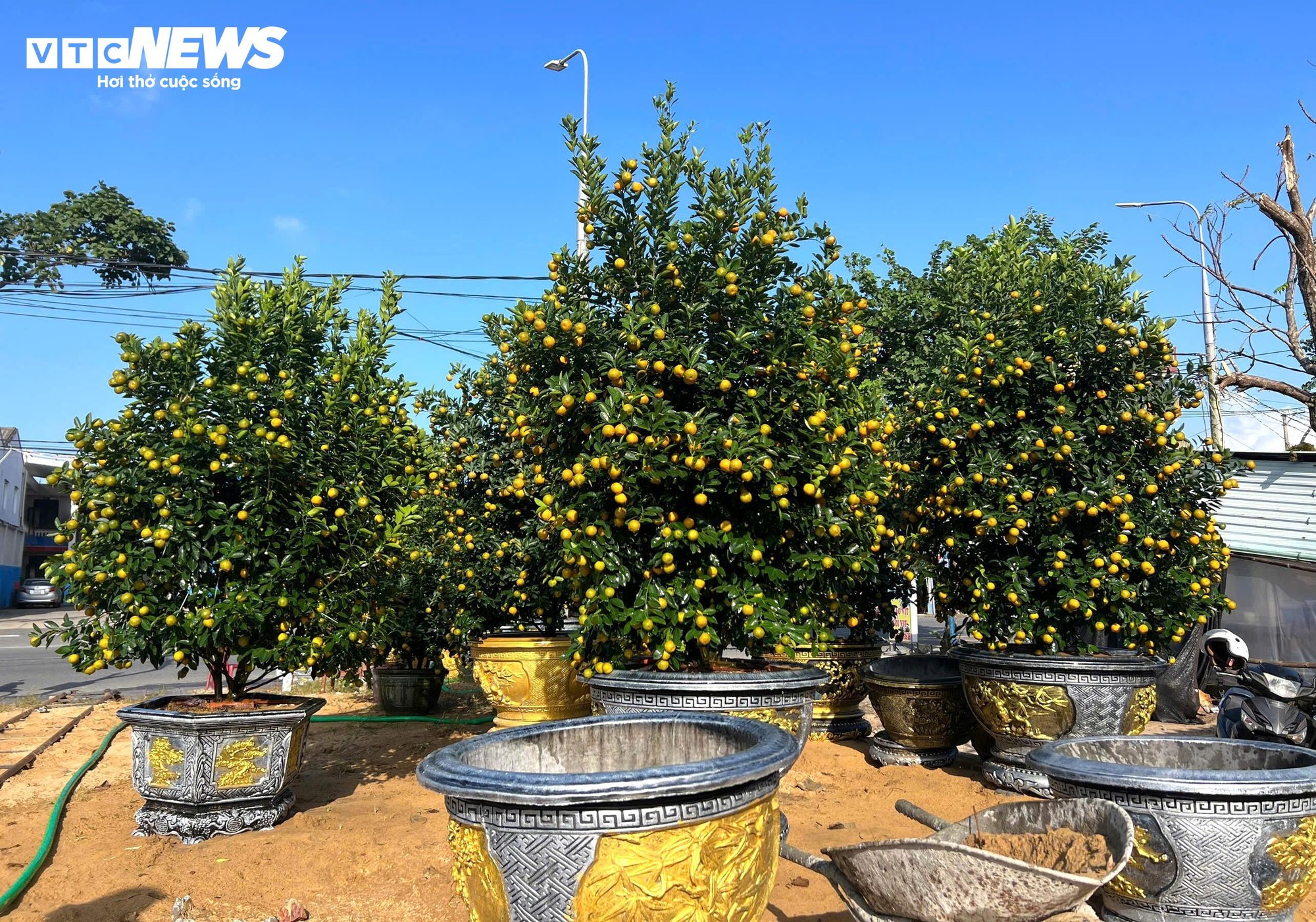 Thương l&aacute;i chốt h&agrave;ng , n&ocirc;ng d&acirc;n quất cảnh Cẩm H&agrave; kỳ vọng vụ Tết bội thu - Ảnh 7.