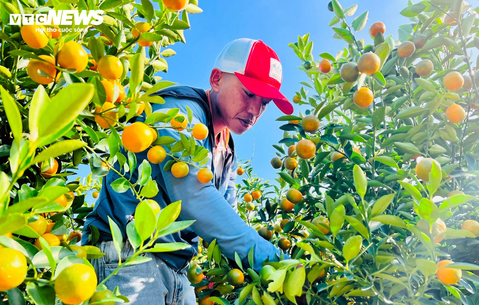 Thương l&aacute;i chốt h&agrave;ng , n&ocirc;ng d&acirc;n quất cảnh Cẩm H&agrave; kỳ vọng vụ Tết bội thu - Ảnh 1.