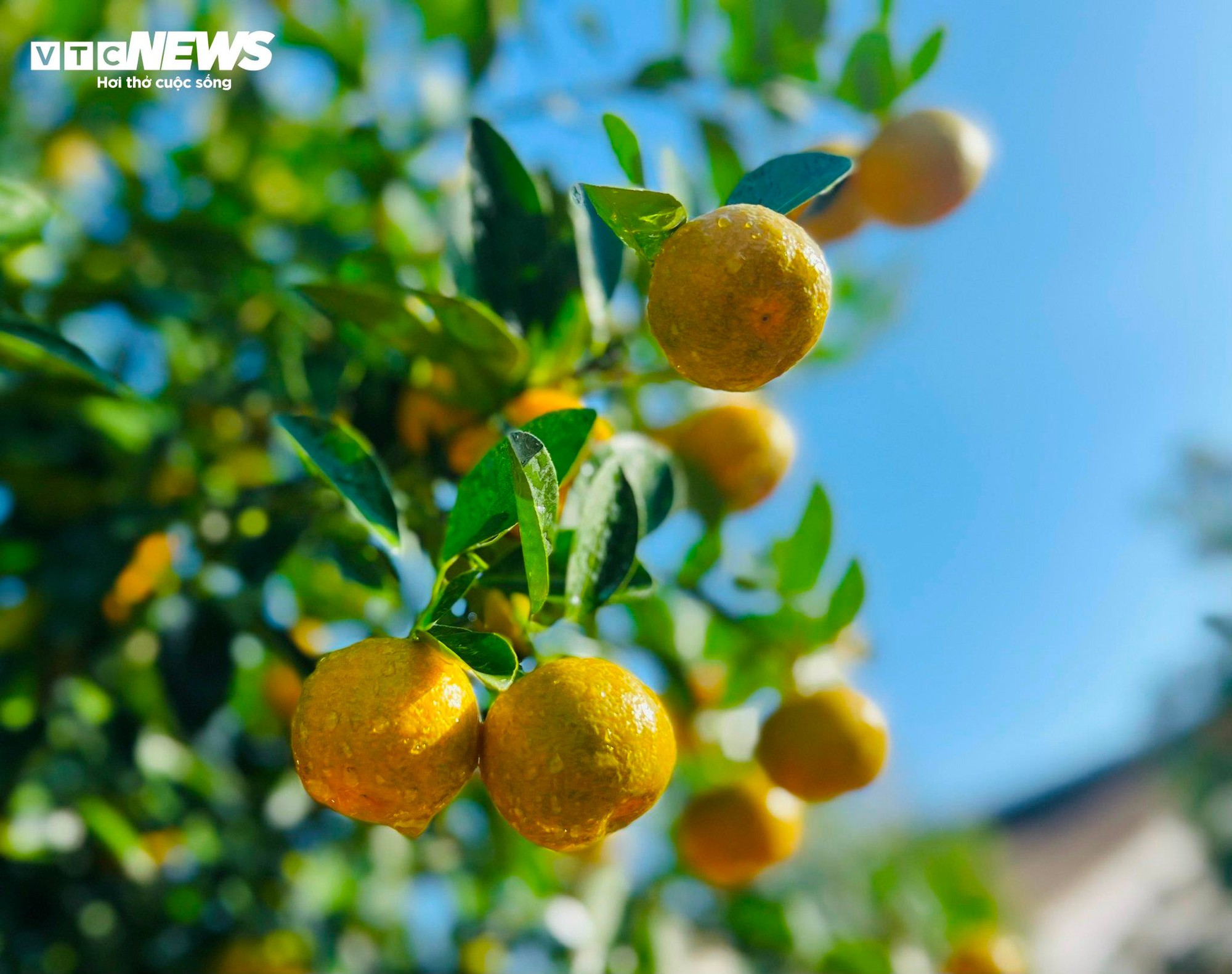 Thương l&aacute;i chốt h&agrave;ng , n&ocirc;ng d&acirc;n quất cảnh Cẩm H&agrave; kỳ vọng vụ Tết bội thu - Ảnh 6.