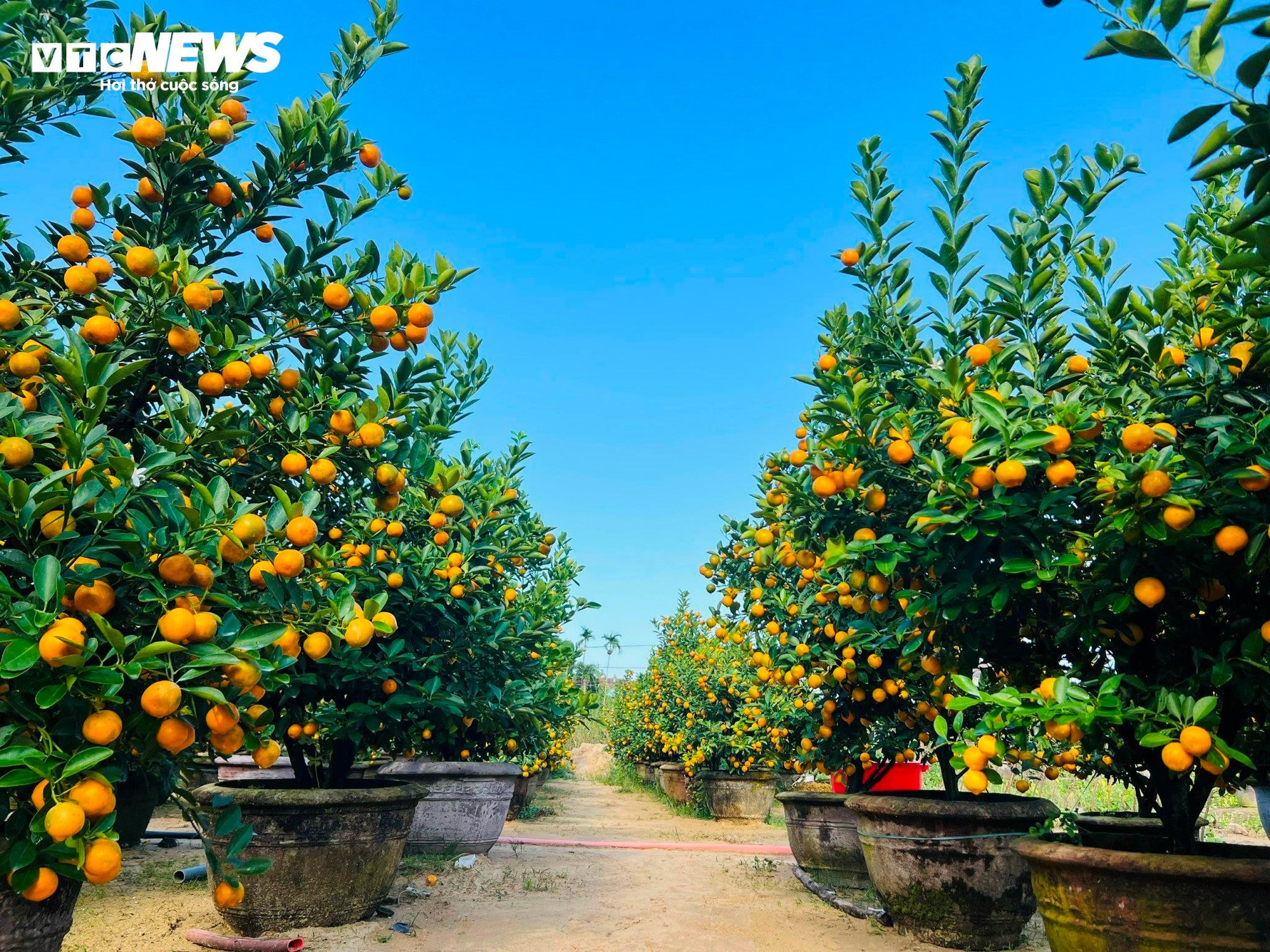 Thương l&aacute;i chốt h&agrave;ng , n&ocirc;ng d&acirc;n quất cảnh Cẩm H&agrave; kỳ vọng vụ Tết bội thu - Ảnh 3.