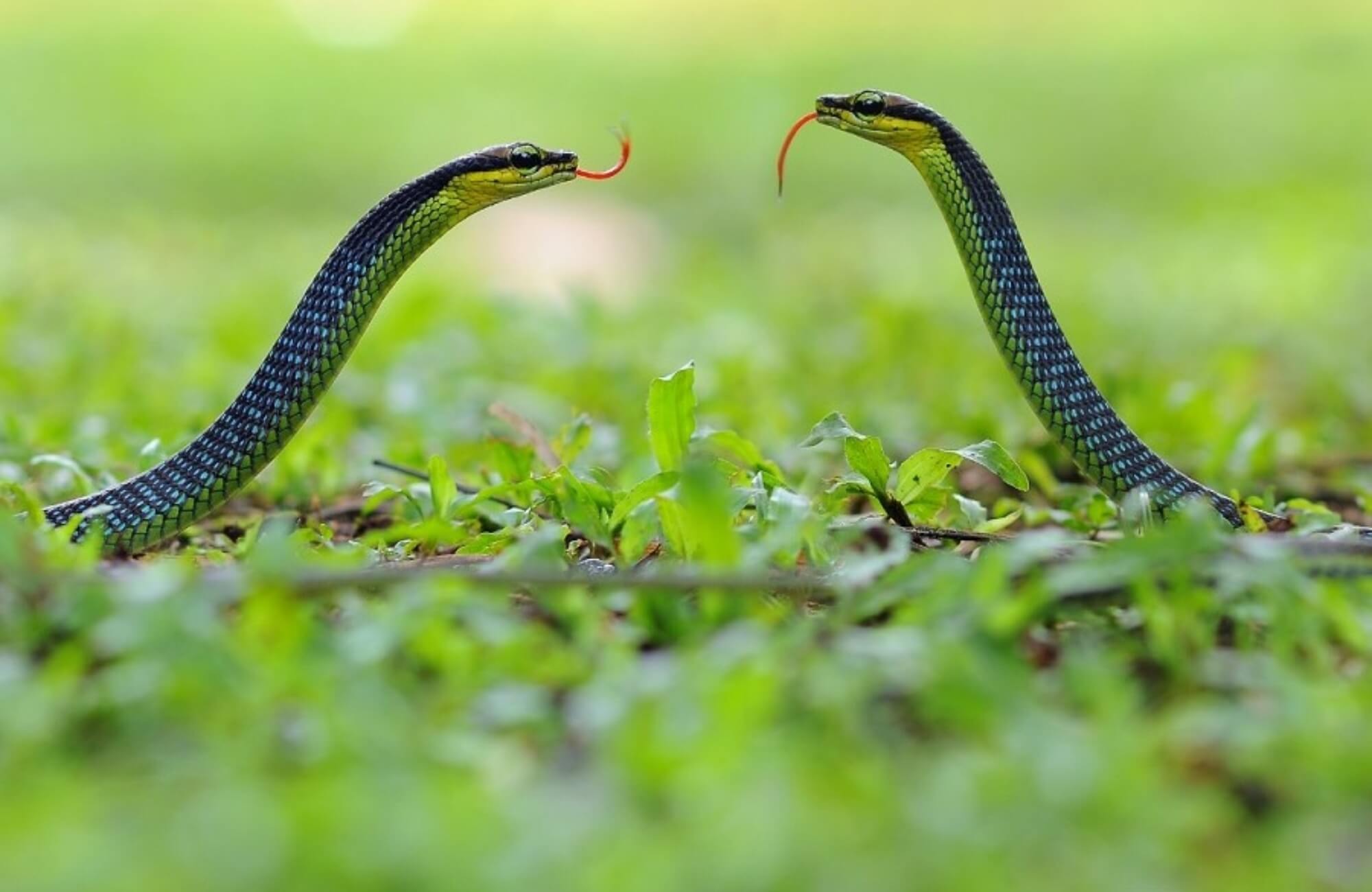 4 vị tr&iacute; trong nh&agrave; dễ "dẫn lối" cho rắn b&ograve; v&agrave;o - Ảnh 2.