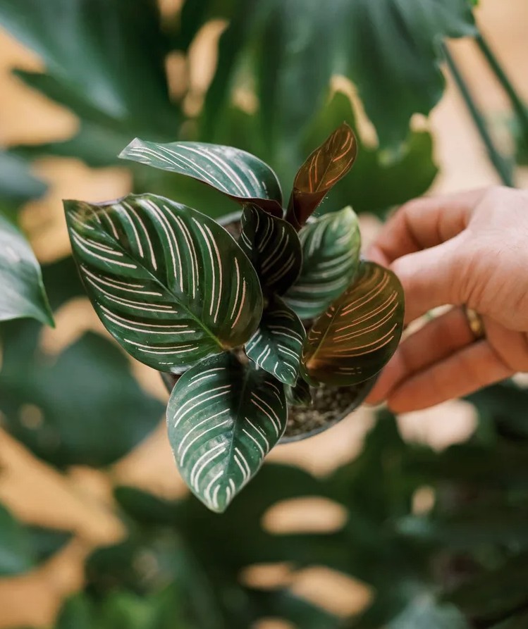 Uoi Cong 1767762923747 17677629239781636959358