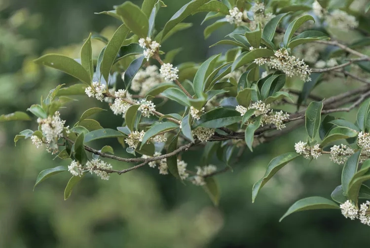 3 loại c&acirc;y n&ecirc;n trồng trước cửa nh&agrave; dịp năm mới: &ldquo;H&uacute;t&rdquo; vận may, d&ugrave;ng l&agrave;m thuốc- Ảnh 1.