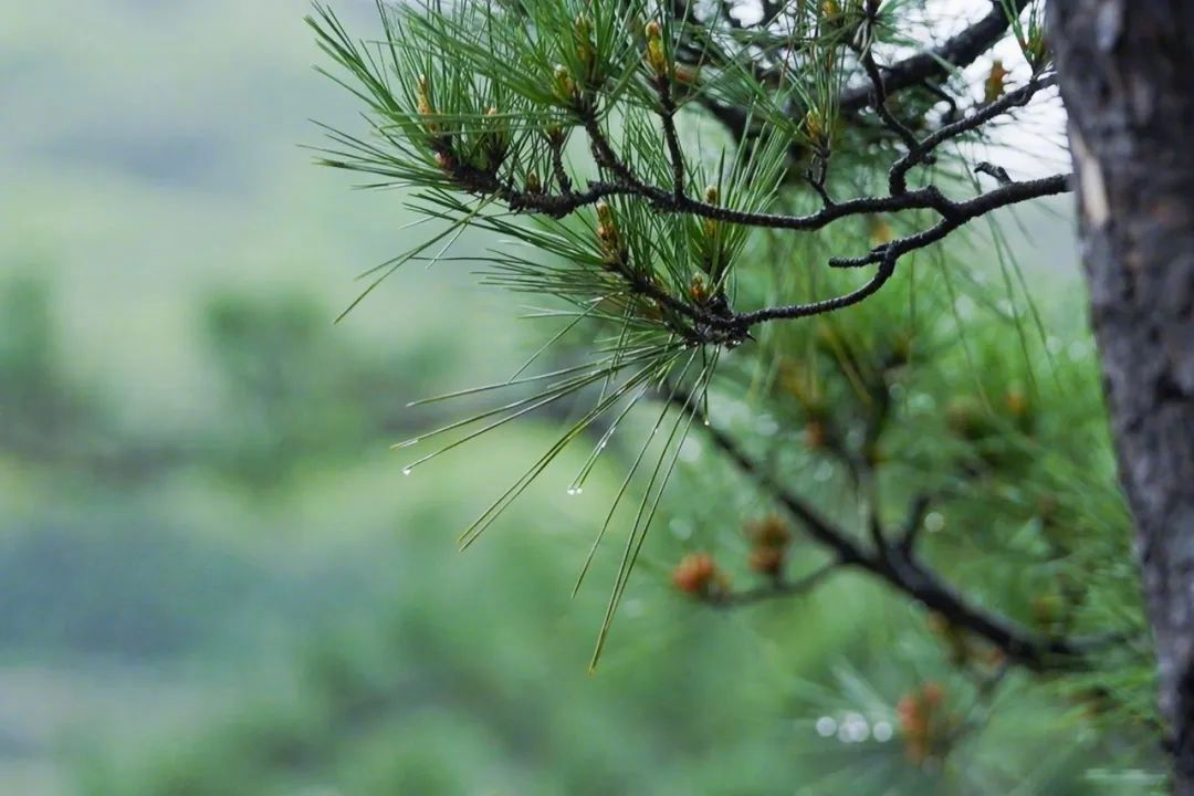 - Ảnh 8. - Ảnh 8.