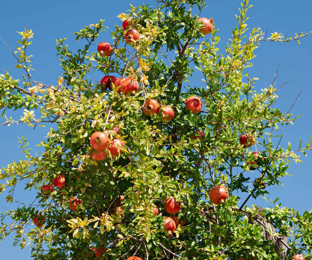 3 loại c&acirc;y n&ecirc;n trồng trước cửa nh&agrave; dịp năm mới: &ldquo;H&uacute;t&rdquo; vận may, d&ugrave;ng l&agrave;m thuốc- Ảnh 3.