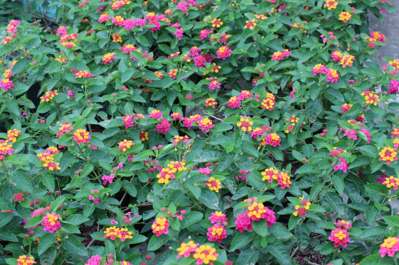 3 loại hoa trồng trang tr&iacute; Tết trong vườn gi&uacute;p đuổi rắn, muỗi đi xa- Ảnh 2.