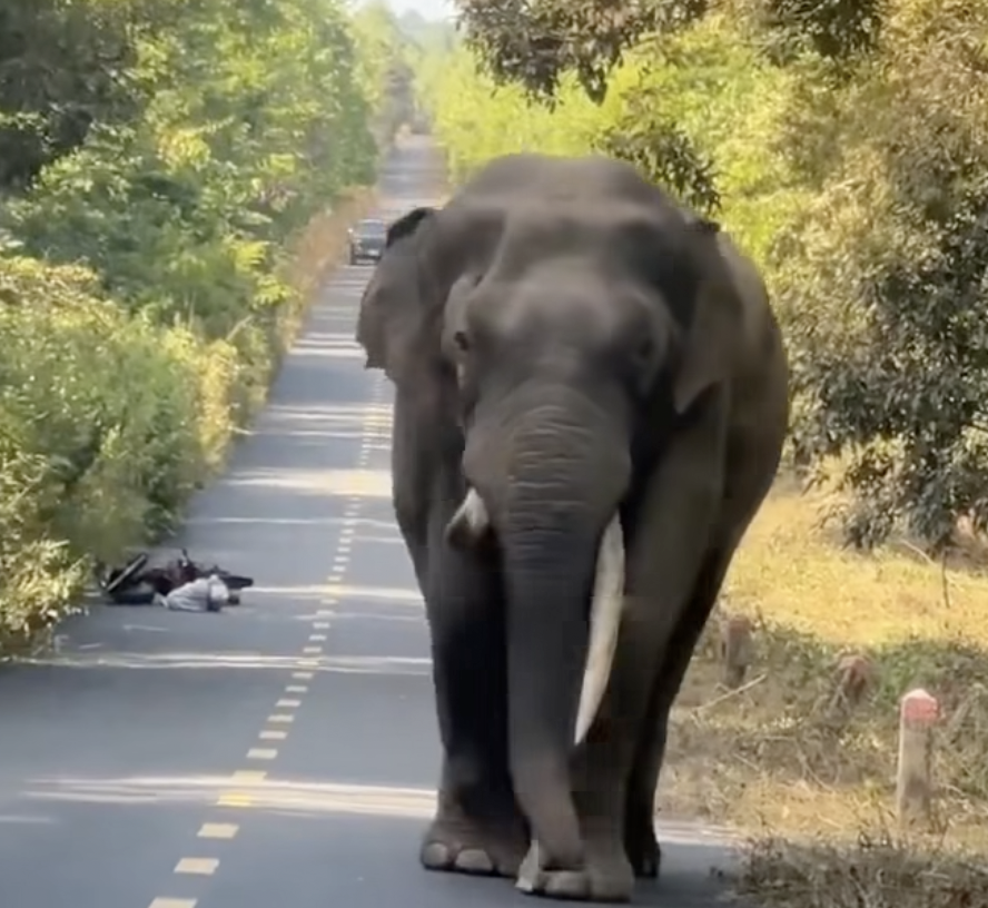 Voi ng&agrave; lệch đi dạo ở Đồng Nai khiến người d&acirc;n Hoảng sợ bỏ xe m&aacute;y chạy tho&aacute;t - Ảnh 1.