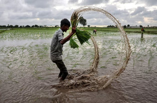 Kh&ocirc;ng phải Philippines hay Ấn Độ, đ&acirc;y mới l&agrave; &lsquo;thủ phạm&rsquo; khiến gạo Việt Nam, Th&aacute;i Lan đ&oacute;n tin buồn: Gi&aacute; giảm 44% v&igrave; một động th&aacute;i - Ảnh 1.