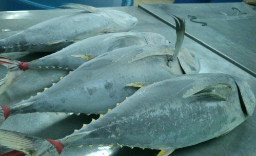 Một sản vật dưới nước của Việt Nam được Canada li&ecirc;n tục săn l&ugrave;ng: Thu về hơn 38 triệu USD, Th&aacute;i Lan đang l&agrave; l&agrave; đối thủ lớn nhất - Ảnh 1.