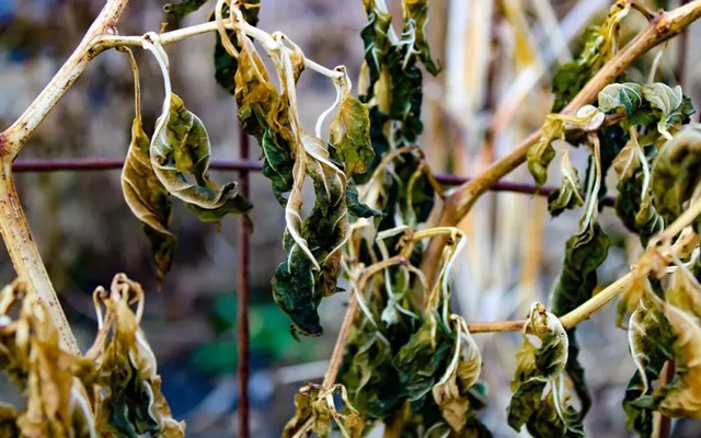 Người kh&ocirc;n kh&ocirc;ng bao giờ giữ c&acirc;y n&agrave;y trong nh&agrave;, người dại vẫn luyến tiếc kh&ocirc;ng bu&ocirc;ng- Ảnh 2.