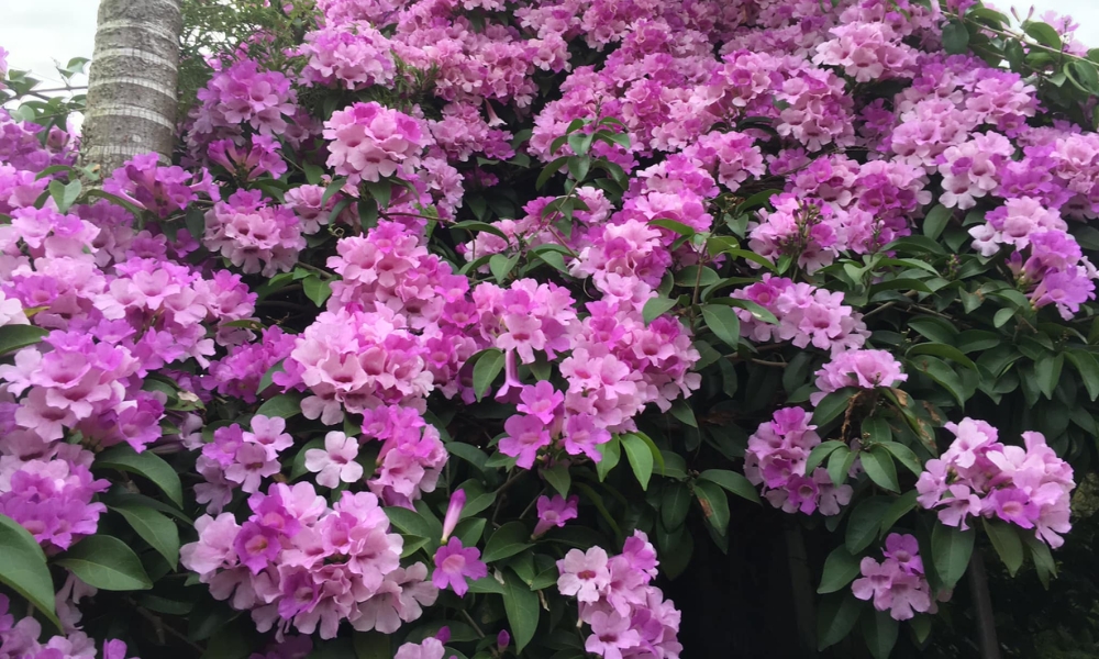 3 loại hoa trồng trang tr&iacute; Tết trong vườn gi&uacute;p đuổi rắn, muỗi đi xa- Ảnh 1.